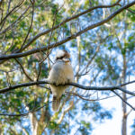 23 Wirreanda Place, LONG BEACH, NSW 2536