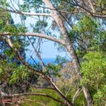 137 Burri Road, MALUA BAY, NSW 2536