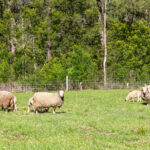 2642 Araluen Road, DEUA RIVER VALLEY, NSW 2537
